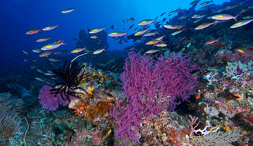 Tubbataha Reef Marine Park