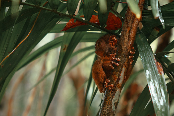 Tarsier at the Sanctuary