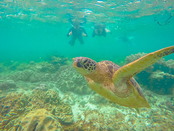 Apo Island