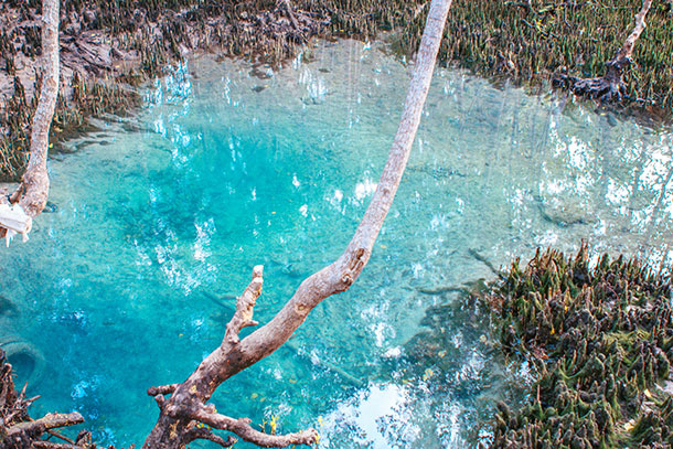 Mangrove Fresh Water