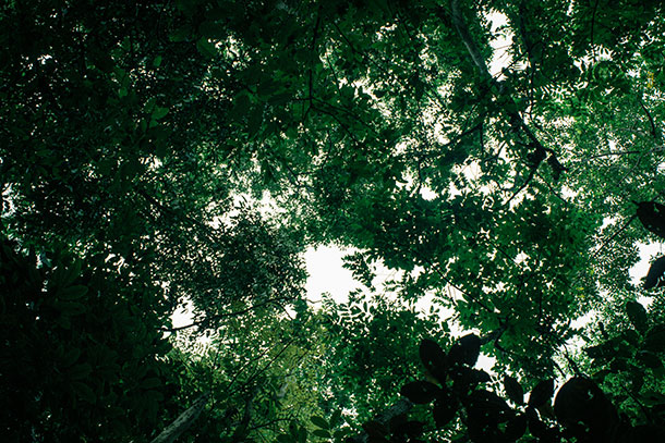 Canopy of Trees