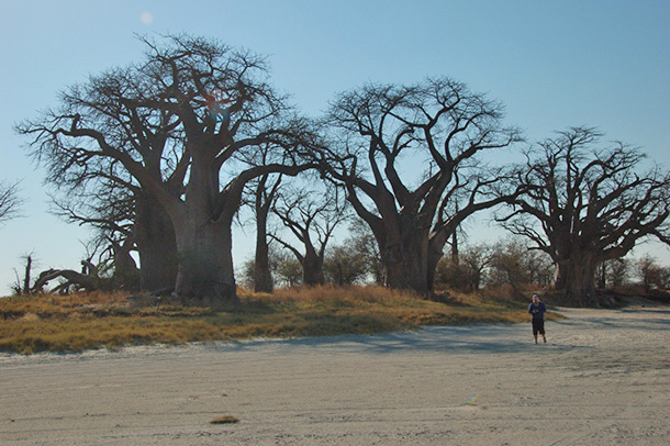 Baines Baobabs (Seven Sisters) 