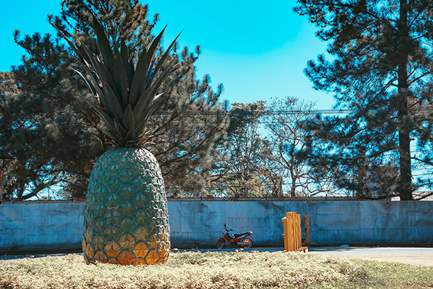 Big Pineapple at the Camp Phillips