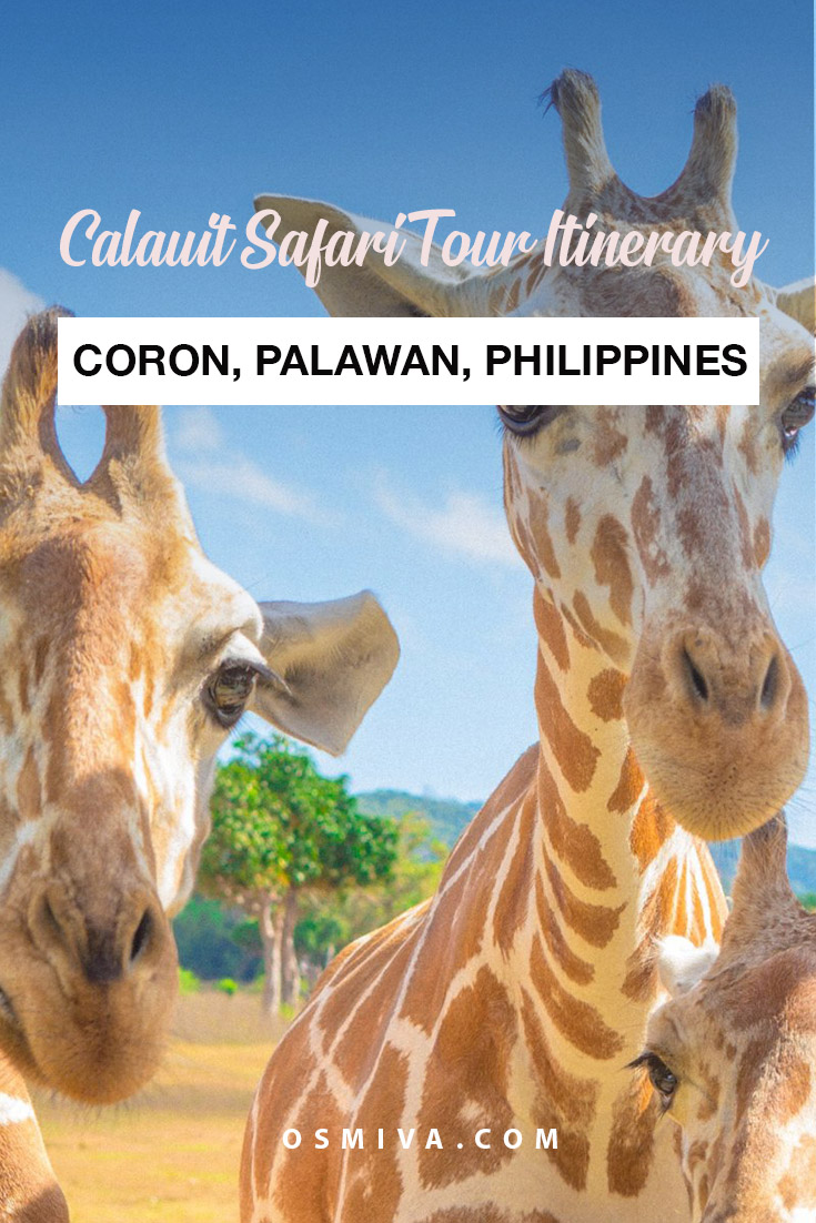 Coron, Palawan: The Calauit Safari Tour Itinerary. Complete itinerary on what to expect when you visit the Calauit Safari in Coron, Palawan in the Philippines. Plus the tour package and our side trip at the Busuanga Bay! #calauitsafari #calauitsafaritour #calauitsafariitinerary #coronpalawan #travelitinerary #tourreview #philippines #travelguide