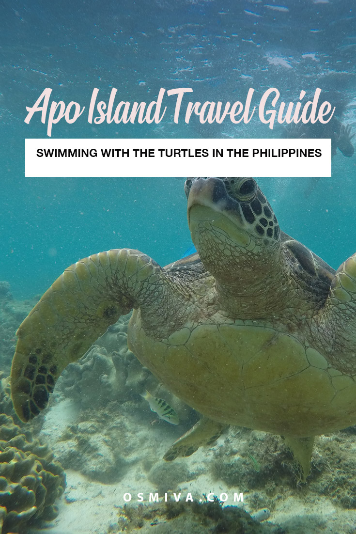 Guide to Swimming with the Sea Turtles at Apo Island, Philippines. Review of the experience of swimming with the sea turtles at the Apo Island in Negros Oriental. Includes a review of the snorkelling experience with Harolds Dive Centre. A DIY (do-it-yourself) budget and itinerary is also included for those who don't want to avail a guided tour. #seaturtles #apoisland #apoislandtour #apoislandtourpackage #apoislanddauin #negrosoriental #philippines #asia #tourpackage #osmiva
