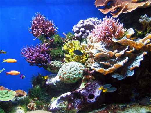 Coral Reef