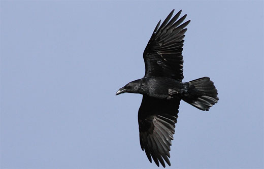 Photographs of Ravens | OSMIVA