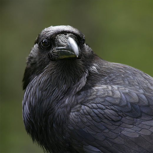 Photographs of Ravens OSMIVA