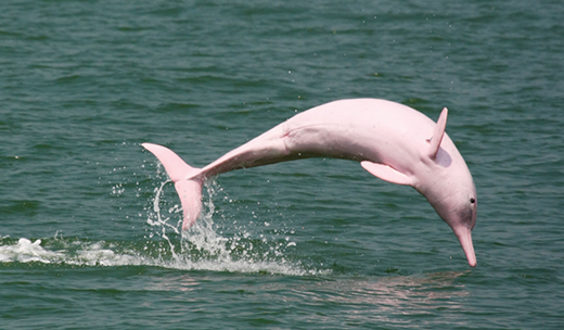 Pink Dolphin Watching