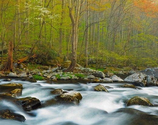 smoky mountain spring stream