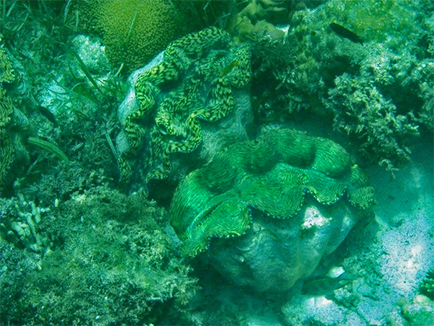 Camiguin Tourist Attractions: Giant Clams Sanctuary