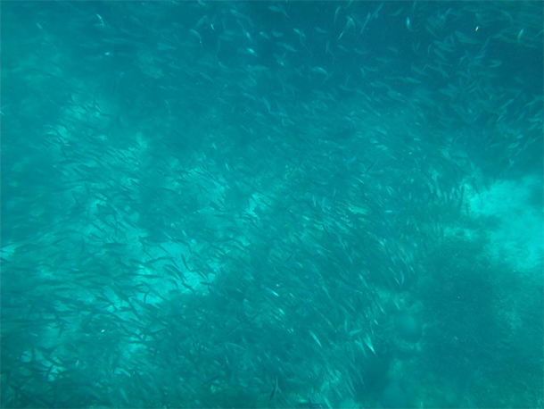 Things To Do In Moalboal, Cebu Swimming with the Sardines