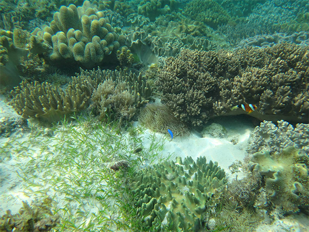 Things To Do In Moalboal, Cebu Finding Nemo