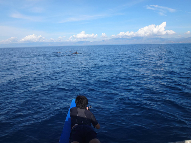 Things To Do In Moalboal, Cebu Dolphin Watching