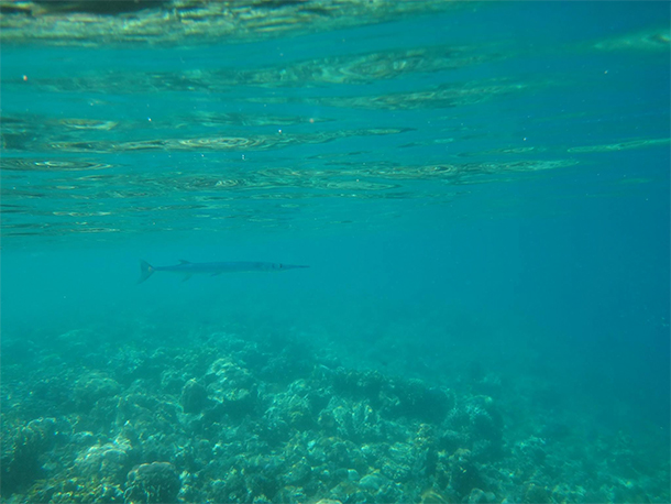 Coron Ultimate Tour CYC Beach Sea