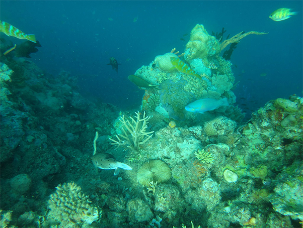 Coron Ultimate Tour Siete Pecados Marine Park Corals