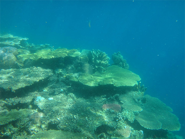 Coron Ultimate Tour Siete Pecados Marine Park Corals