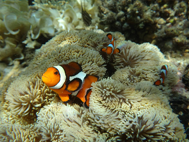 Coron Ultimate Tour Siete Pecados Marine Park Fishes