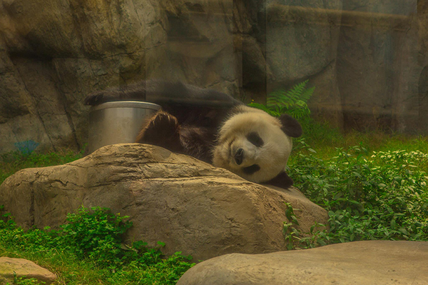 Hong Kong Ocean Park Panda