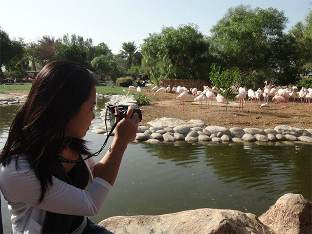 Bahrain Attractions Al Areen Flamingo Lake