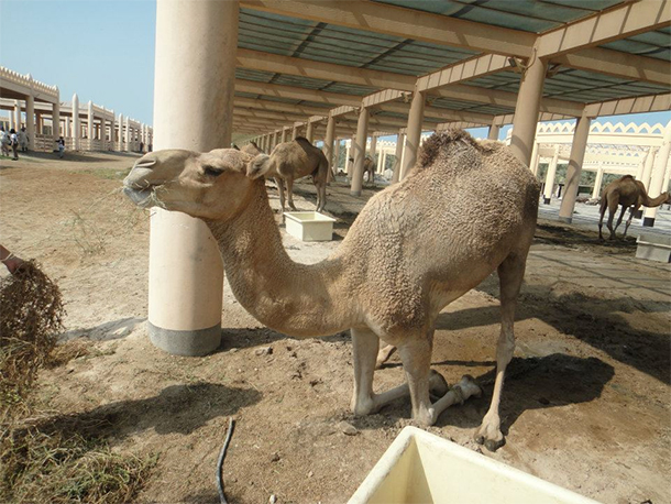 Bahrain Attractions Camel Farm