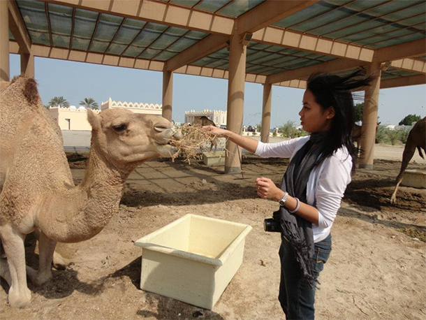 Bahrain Attractions Camel Feeding