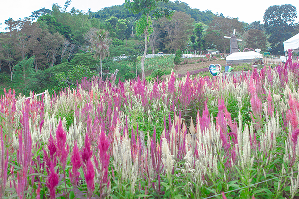 Cebu Day Tour Sirao Flower Farm