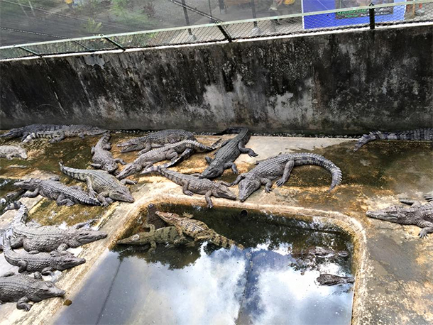 Crocodile Farm