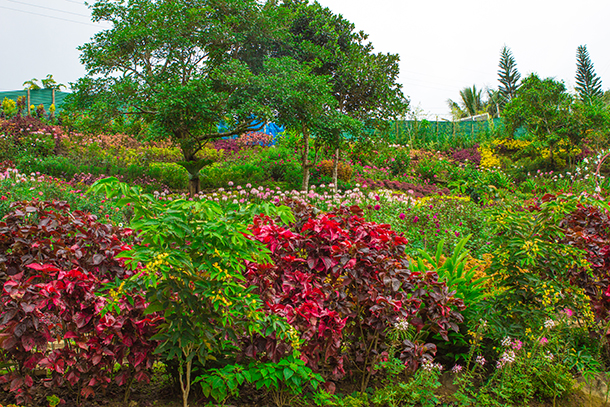 Balamban Cebu Road Trip Buwakan ni Alejandra