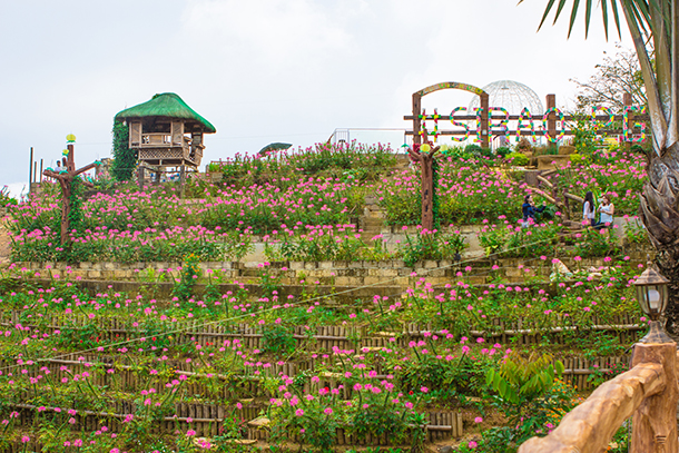 Balamban Cebu Road Trip Sirao Flower Farm