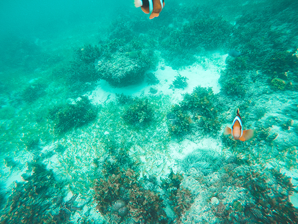 Vista Mar Beach Resort Day Use: Clown Fish