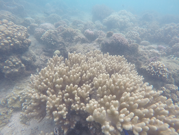 Manjuyod Sandbar Tour Package and Things To Do: Manjuyod Corals