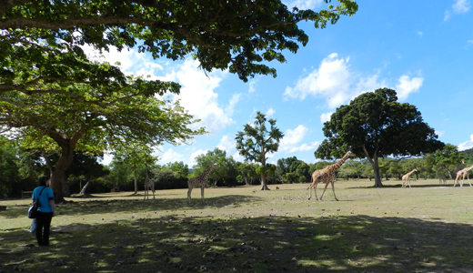 Caluit Island Wildlife Sanctuary