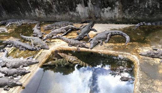 Palawan Wildlife Rescue and Conservation Center (Palawan Crocodile Farm)