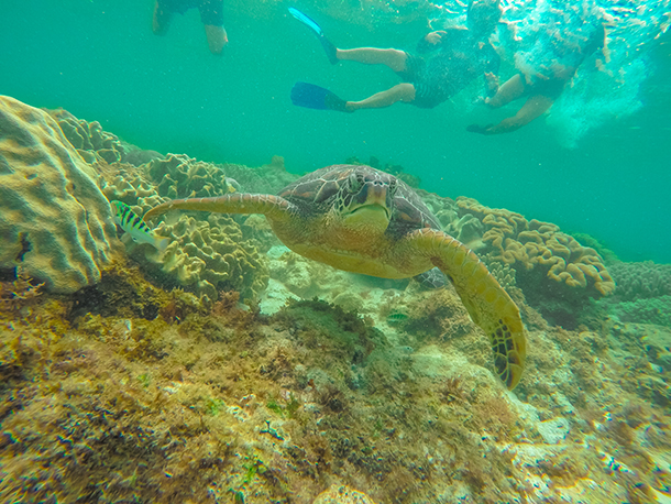 Apo Island: Sea Turtles with us on the background