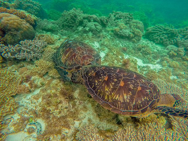 Apo Island: Two Sea Turtles