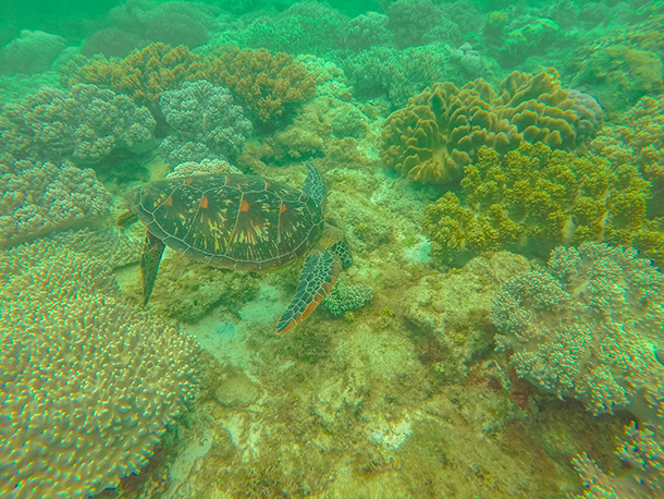 Apo Island: Sea Turtles at the Corals