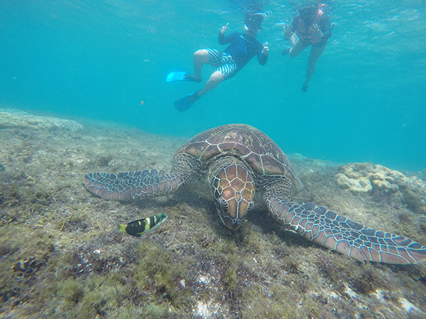 Apo Island Tour Package Experience/ Conclusion