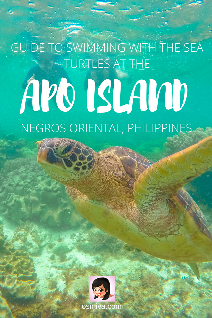 Guide to Swimming with the Sea Turtles at Apo Island, Philippines. Review of the experience of swimming with the sea turtles at the Apo Island in Negros Oriental. Includes a review of the snorkelling experience with Harolds Dive Centre. A DIY (do-it-yourself) budget and itinerary is also included for those who don't want to avail a guided tour. #seaturtles #apoisland #apoislandtour #apoislandtourpackage #apoislanddauin #negrosoriental #philippines #asia #tourpackage #osmiva