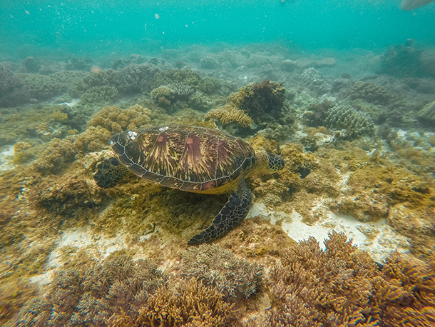 Apo Island: First Look at Sea Turtles