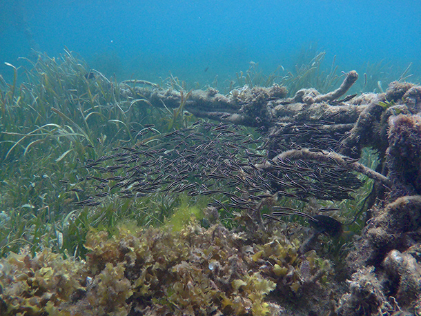 Things to Do In Bolod: Snorkelling