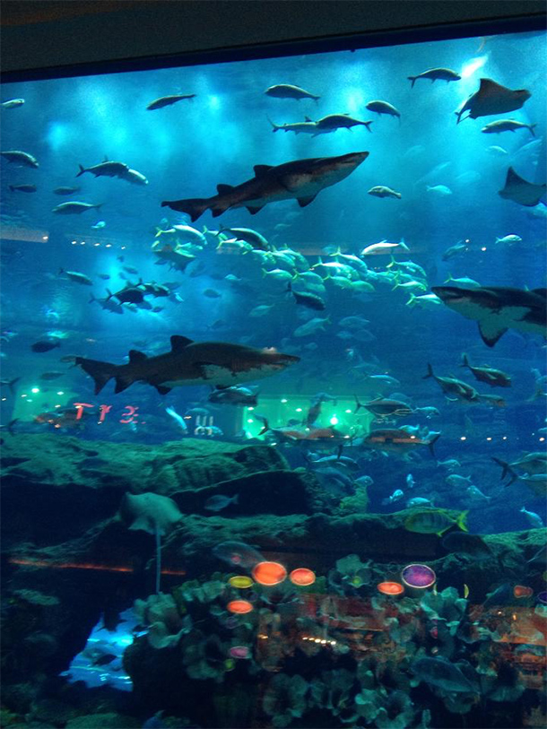 Things to Do Dubai: Dubai Aquarium & Underwater Zoo