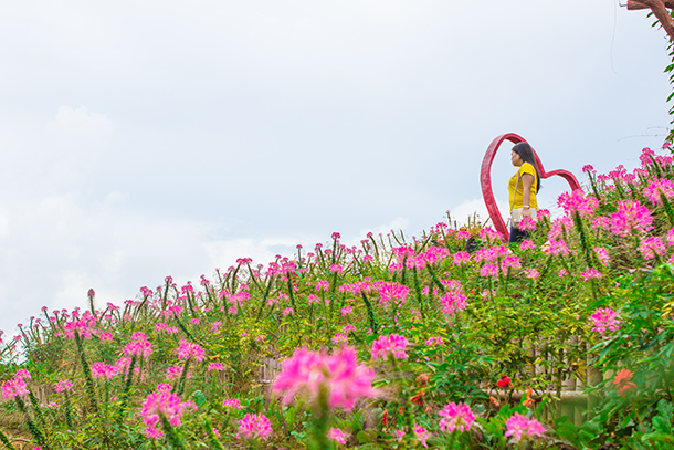 Why I Travelled Without my Daughter: Road Trip to Talamban. Visiting the Sirao Garden