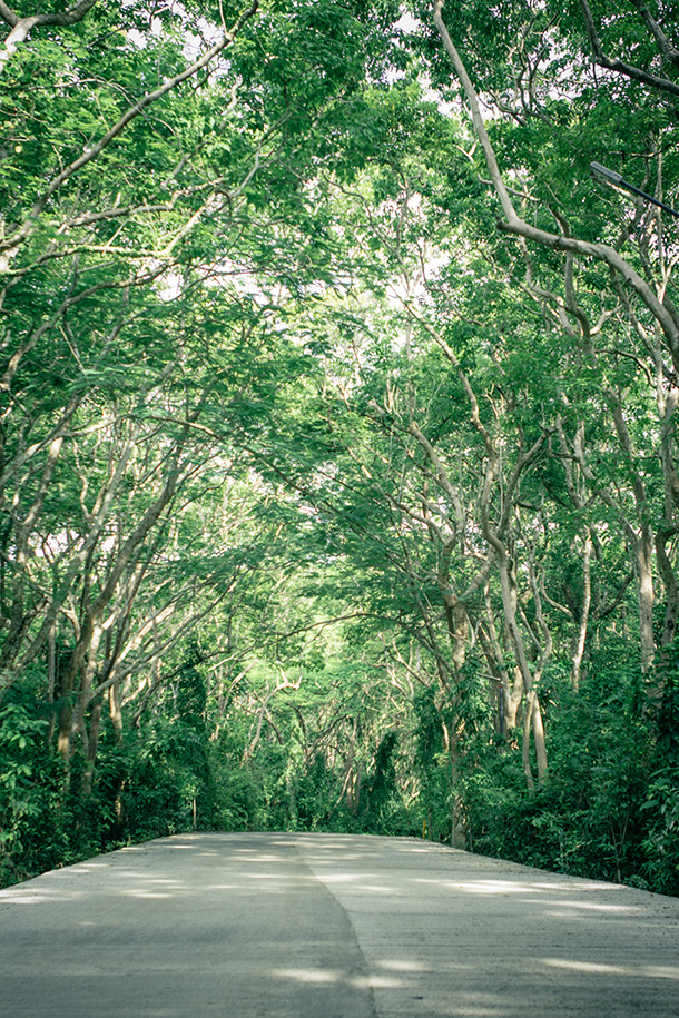 Molave Man-Made Forest