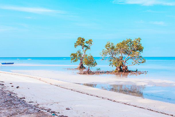 Camogao Mangrove Tree