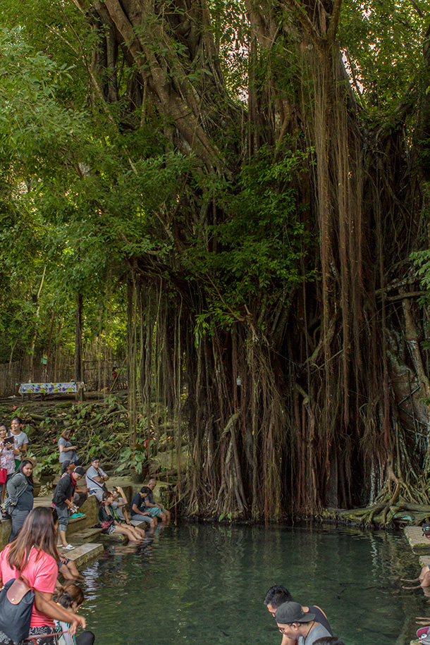 Century Old Balete Tree with Fish Spa