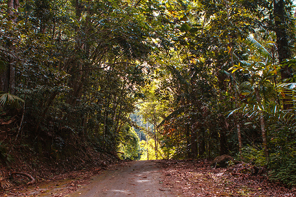 Path at the Mount Bandila-an