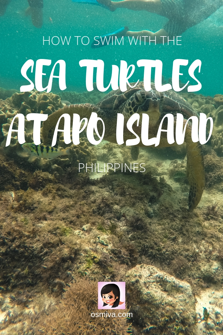 Guide to Swimming with the Sea Turtles at Apo Island, Philippines. Review of the experience of swimming with the sea turtles at the Apo Island in Negros Oriental. Includes a review of the snorkelling experience with Harolds Dive Centre. A DIY (do-it-yourself) budget and itinerary is also included for those who don't want to avail a guided tour. #seaturtles #apoisland #apoislandtour #apoislandtourpackage #apoislanddauin #negrosoriental #philippines #asia #tourpackage #osmiva